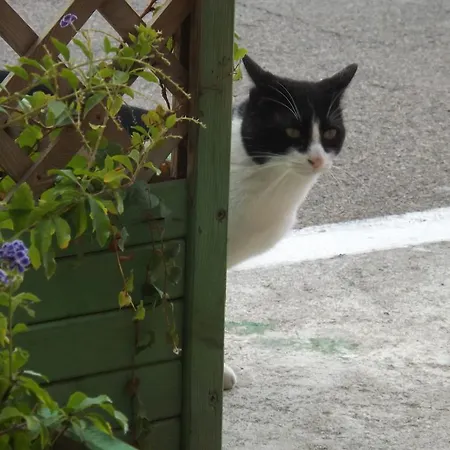 Bed & Breakfast Il Gatto Pescatore Stintino