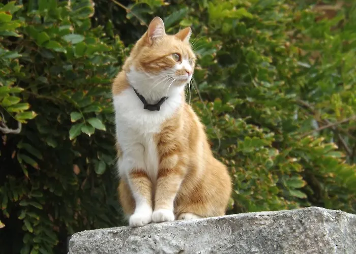 Il Gatto Pescatore Bed & Breakfast