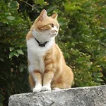 Il Gatto Pescatore Bed and breakfast