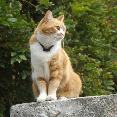 Il Gatto Pescatore Отель типа 
