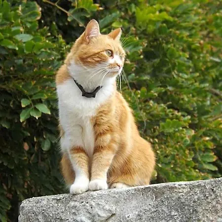 לינה וארוחת בוקר Il Gatto Pescatore